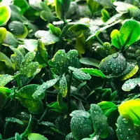 Фитостены из Стабилизированных Растений - от {0} сум