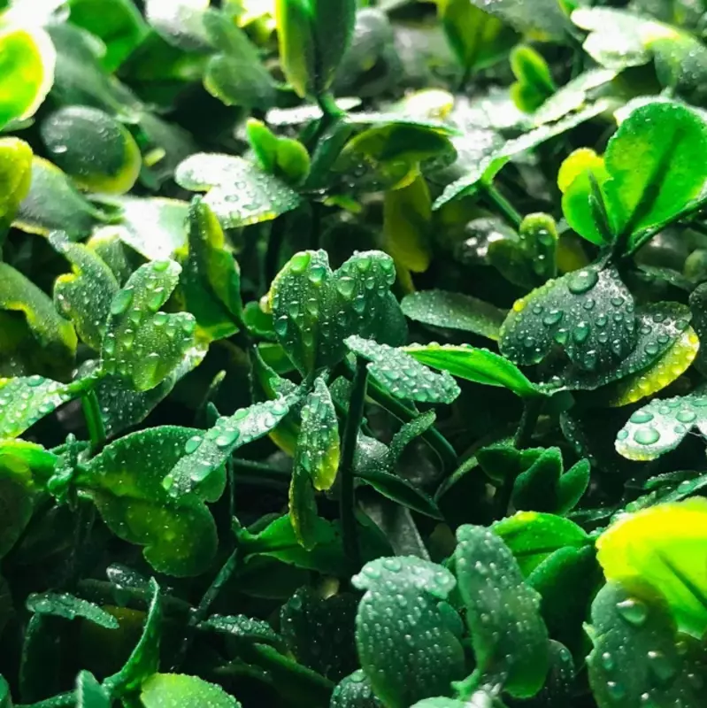 Фитостены из Стабилизированных Растений - от {0} сум