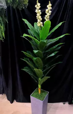 Деревья на Горшке для Офиса