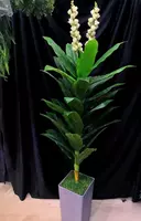 Деревья на Горшке для Офиса