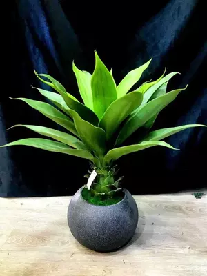 Дерево в Горшке 65см для офиса Лучшая Цена