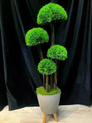 Дерево в Горшке для Офиса - 750 000 сум / шт