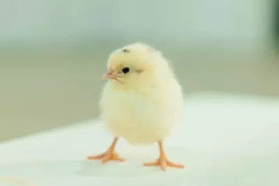 Суточные цыплята Ломанн Сэнди