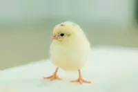 Суточные цыплята Ломанн Сэнди