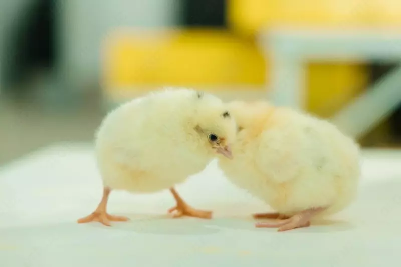 от {0} сум Суточные цыплята Ломанн Сэнди