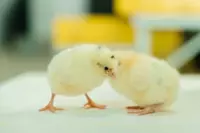 от {0} сум Суточные цыплята Ломанн Сэнди