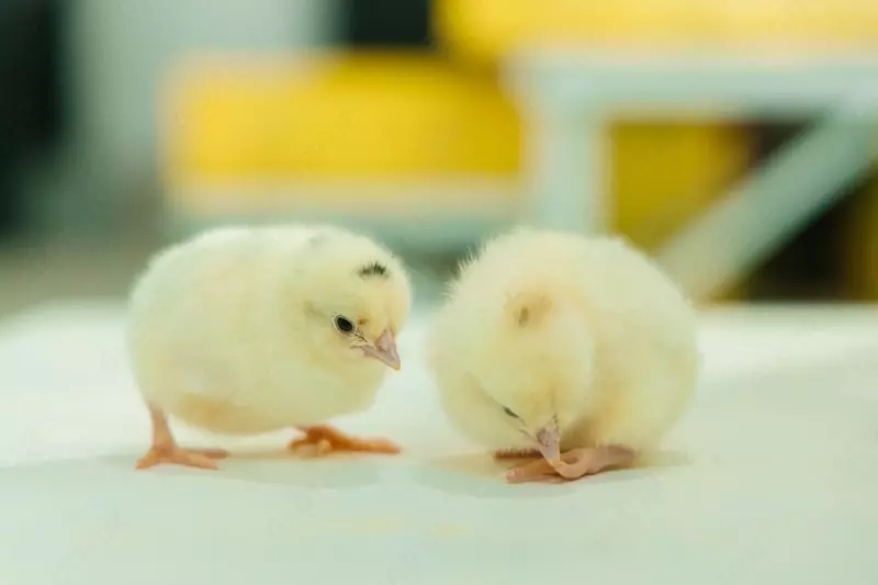 Суточные цыплята Ломанн Сэнди Только оптом