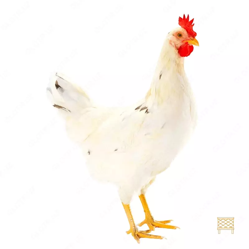 Деловой Молодняк