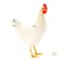 Деловой Молодняк