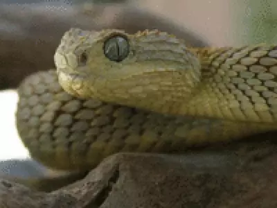 Услуга по дезинфекции от змей