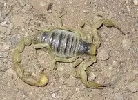 Уничтожение скарпионов дезинфекция чайон