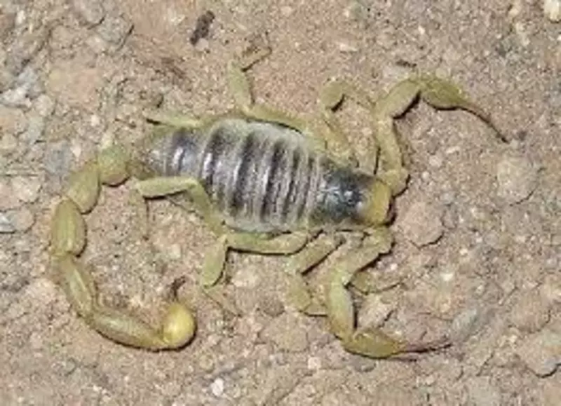 Уничтожение скарпионов дезинфекция чайон