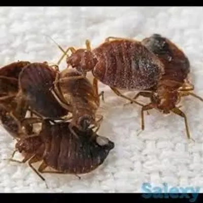 Уничтожения клопа дезинфекция клапов