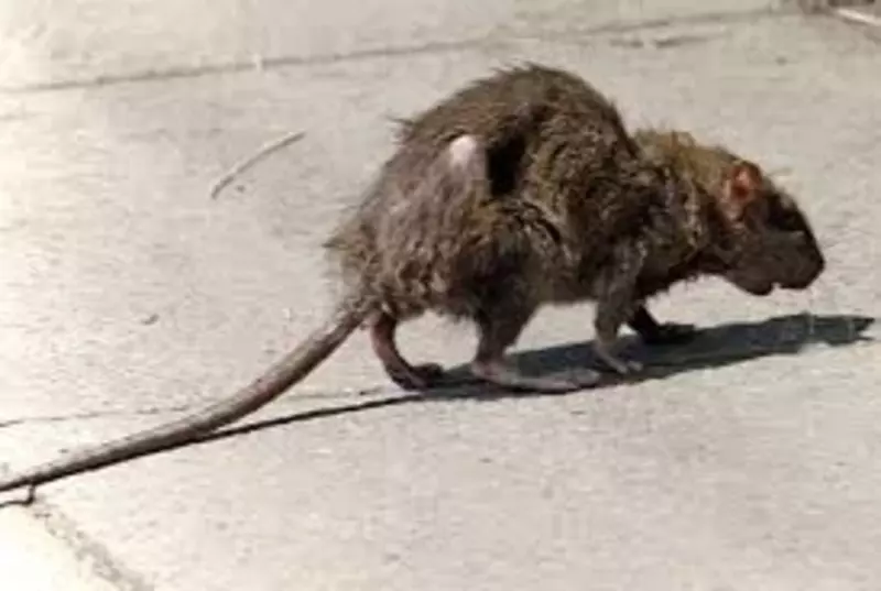 Dezinfeksiya xizmatlari