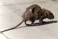 Dezinfeksiya xizmatlari