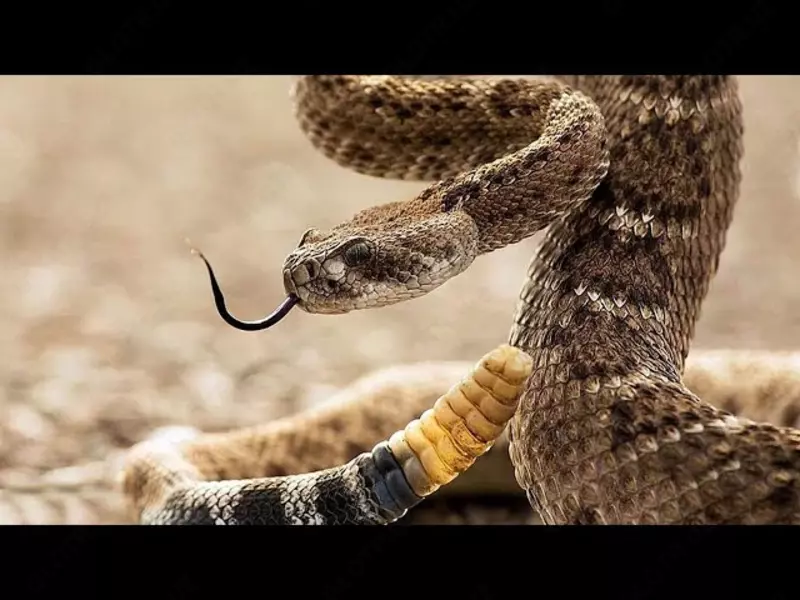 Уничтожение змей dezinfeksiya ilon