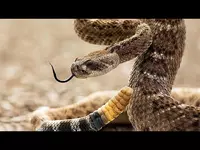 Уничтожение змей dezinfeksiya ilon