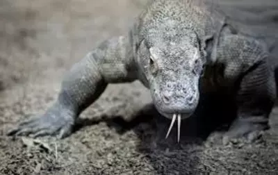 Уничтожение яшерица