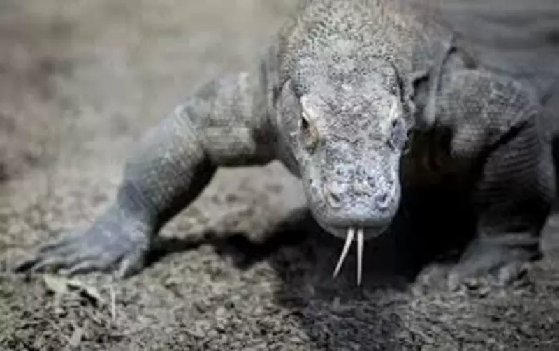 Kaltakesaklarni yo‘q qilish dezinfeksiya xizmati