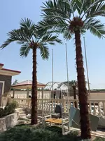 Palma Экзотик – искусственная пальма 7 метра