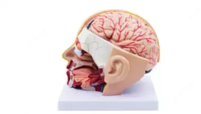 Анатомический модель секция человеческой головы