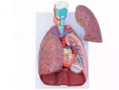 Анатомическая модель "легкие и сердце"