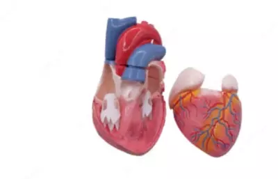 Анатомическая модель сердца в разрезе