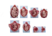 Анатомическая модель "развитие эмбриона по месяцам"