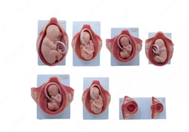 Анатомическая модель "развитие эмбриона по месяцам"