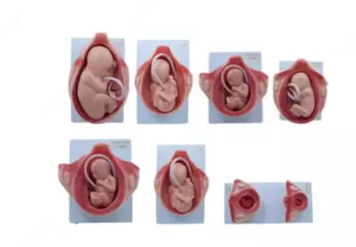 Анатомическая модель "развитие эмбриона по месяцам"