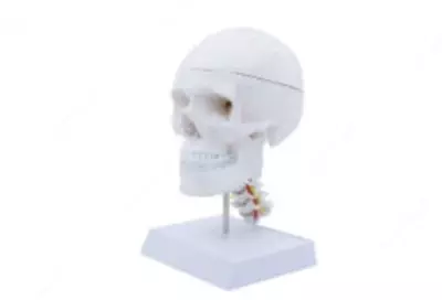 Анатомическая модель " человеческий череп с шейном позвонком"