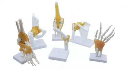 Анатомическая модель "комплект человеческих конечностей"