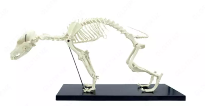 Анатомическая модель скелет собаки