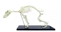 Анатомическая модель скелет собаки
