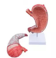 Анатомическая модель желудок натуральный величине