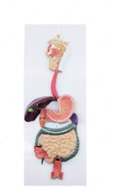 Анатомическая модель "пищеварительная система"