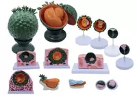 Анатомическая модель развития зародыша и эмбриона человека состоит из 15 частей