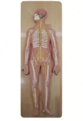 Anatomik model "Qon aylanish tizimi" 100 sm