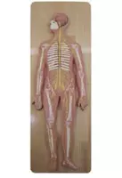Анатомическая модель "кровеносная система" 100 см
