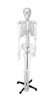 Анатомическая модель объёмная "Скелет человека" 180 см