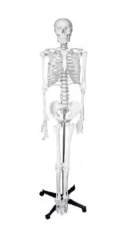 Анатомическая модель объёмная "Скелет человека" 180 см