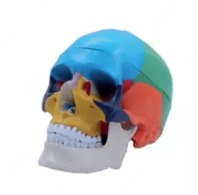 Анатомическая модель цветной череп
