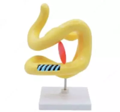 Муляж молекула "белка"