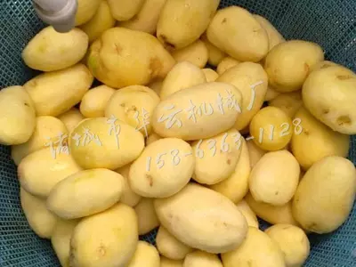 CUS Чистящая машина для овощей TP350 - 4 067 498.2 сум / шт