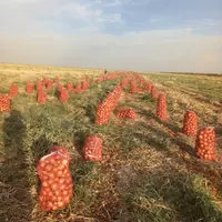 Лук репчатый Banco 80+ — отборный