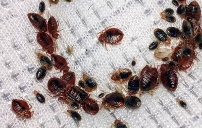 Narx so&#039;rov asosida Dezinfeksiya xizmati 24/7