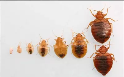 Dezinfeksiya xizmati 24/7 Chakana savdo