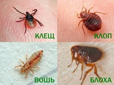 Dezinfeksiya xizmati 24/7 - Dezinfeksiya