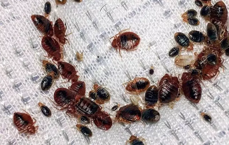 по запросу Dezinfeksiya xizmati 24/7