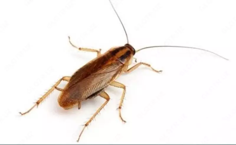 Dezinfeksiya - Dezinfeksiya xizmati 24/7